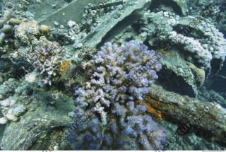 Photo Reference of Umbria Wingate Reef - Sudan